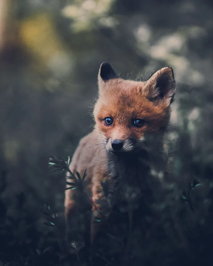 I Tried To Make My Way To Get To Red Foxes And I Finally Earned Their Trust To Photograph Them Up Close (30 Pics)