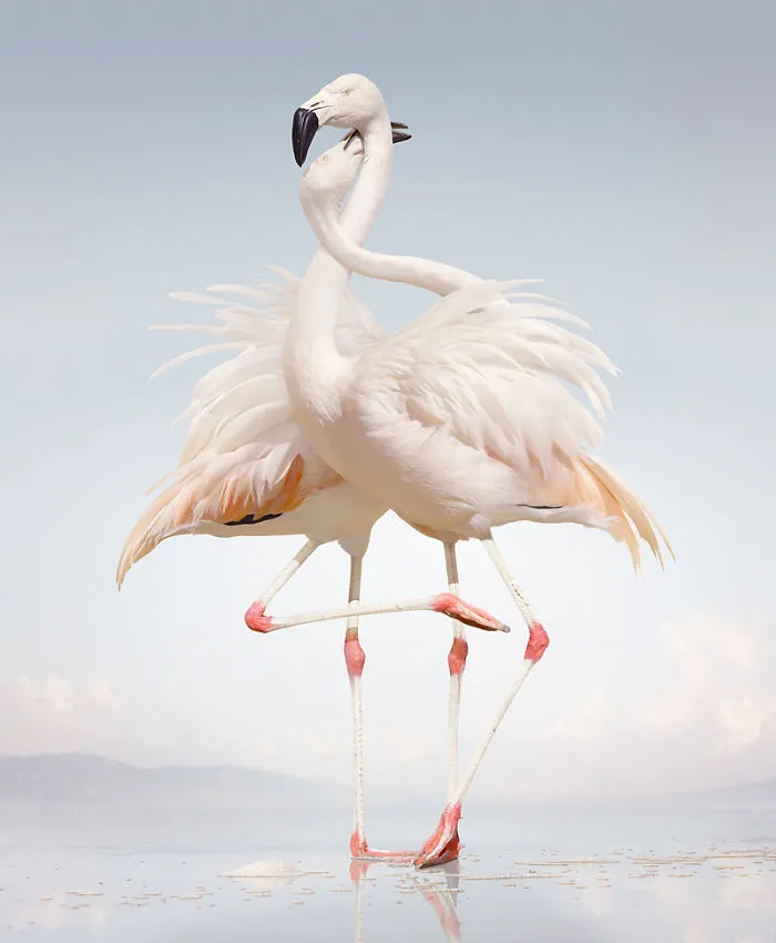 37 Surreal And Magical Animal Images By Simen Johan