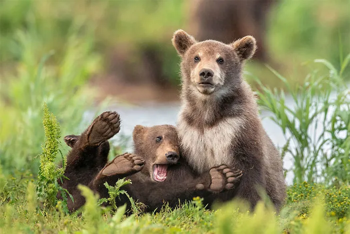 The Finalists Of The 2020 Comedy Wildlife Photography Awards Have Been Announced And They Might Crack You Up