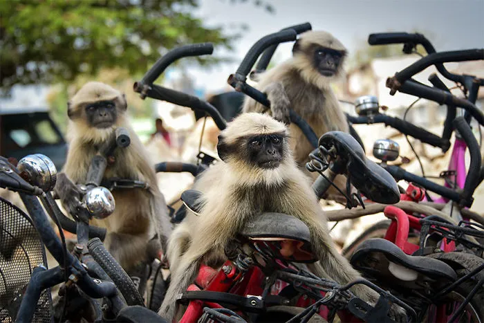 The Finalists Of The 2020 Comedy Wildlife Photography Awards Have Been Announced And They Might Crack You Up