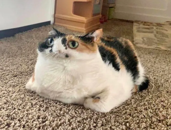 Please Take Panoramic Pictures Of Your Bebbies