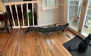40 Funniest Animal Fails Caught When Taking Panoramas (New Pics)
