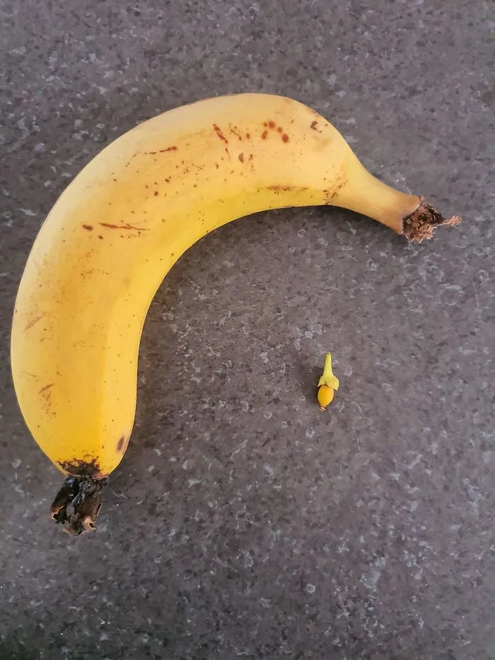 'Failed Harvest': People Are Sharing What They Failed To Grow In 30 Funny Pics