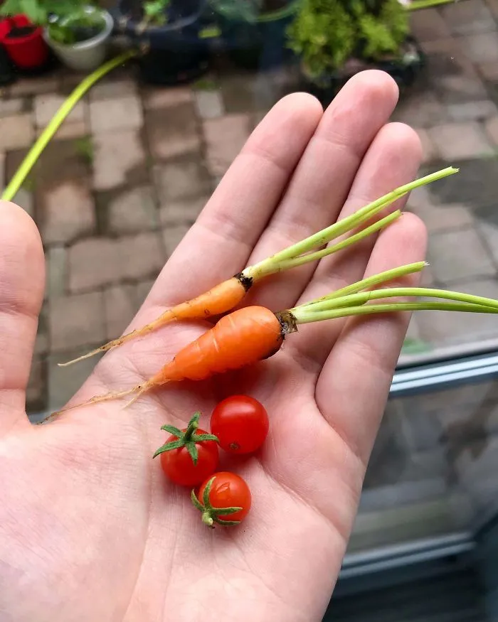 'Failed Harvest': People Are Sharing What They Failed To Grow In 30 Funny Pics