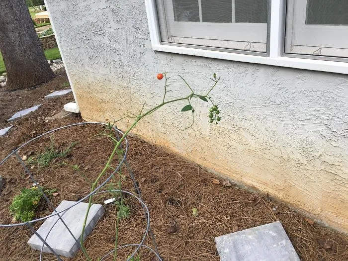 'Failed Harvest': People Are Sharing What They Failed To Grow In 30 Funny Pics