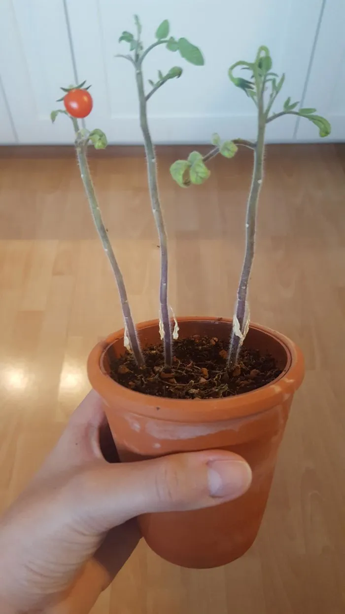 'Failed Harvest': People Are Sharing What They Failed To Grow In 30 Funny Pics