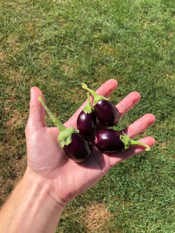 'Failed Harvest': People Are Sharing What They Failed To Grow In 30 Funny Pics
