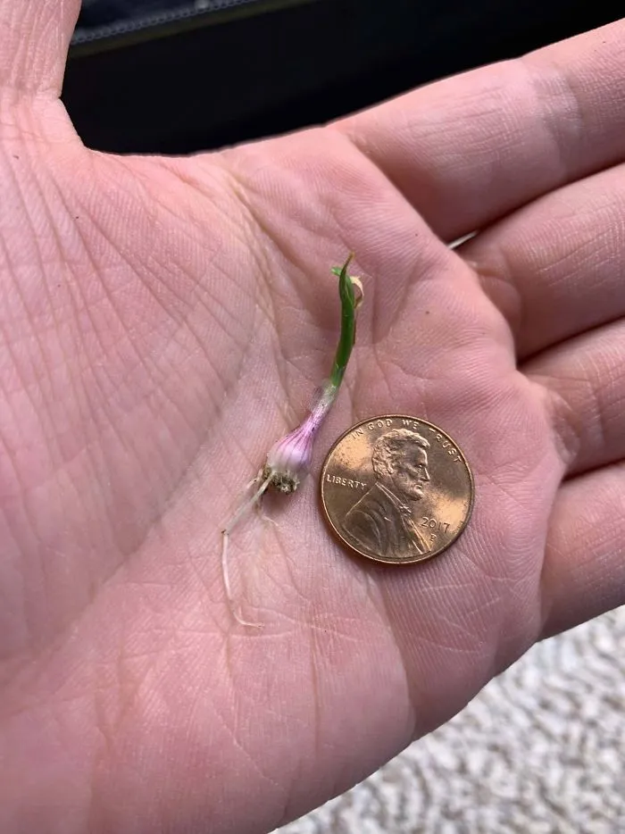 'Failed Harvest': People Are Sharing What They Failed To Grow In 30 Funny Pics