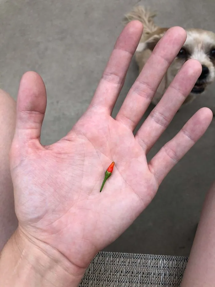 'Failed Harvest': People Are Sharing What They Failed To Grow In 30 Funny Pics