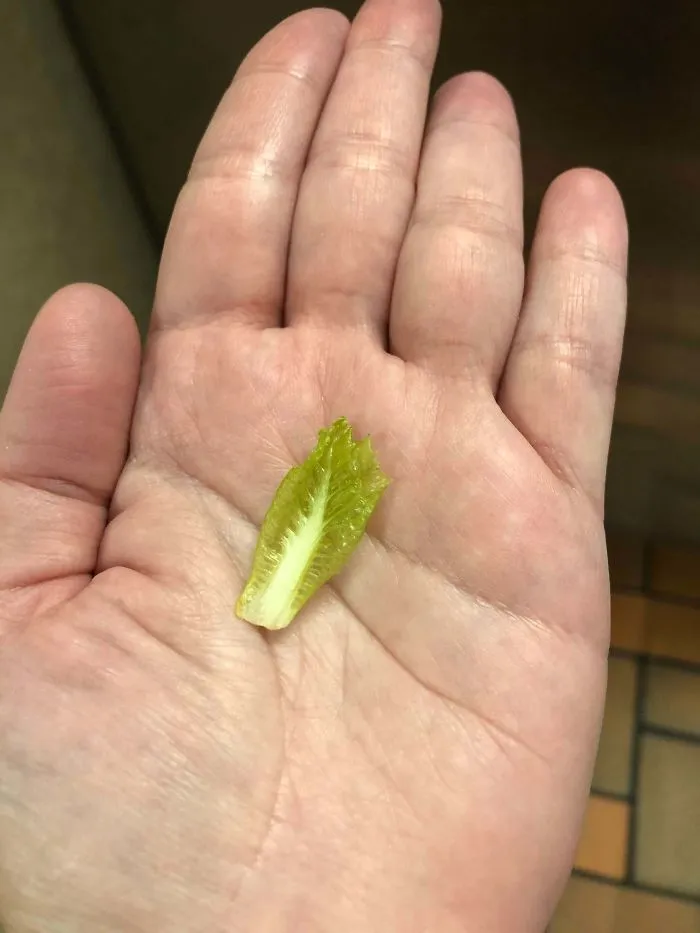 'Failed Harvest': People Are Sharing What They Failed To Grow In 30 Funny Pics