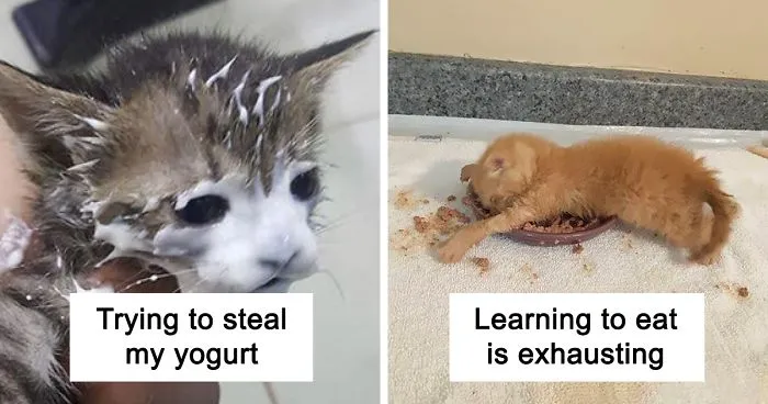 37 Times Cats Made A Mess When Eating And Owners Just Had To Share Pics