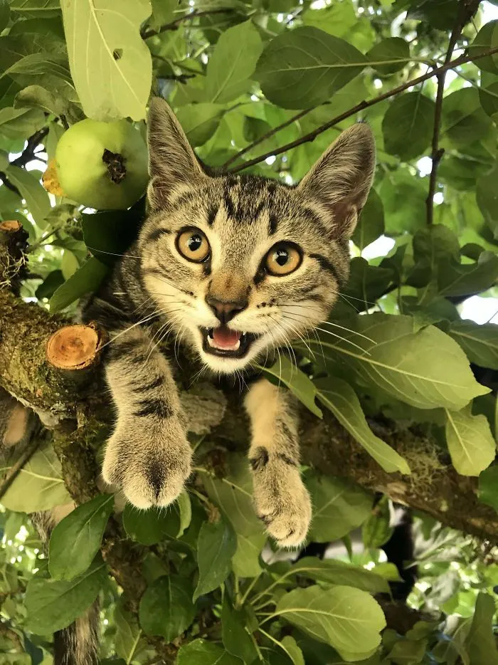 30 Pics Of Birds That Just Happen To Look Like Cats