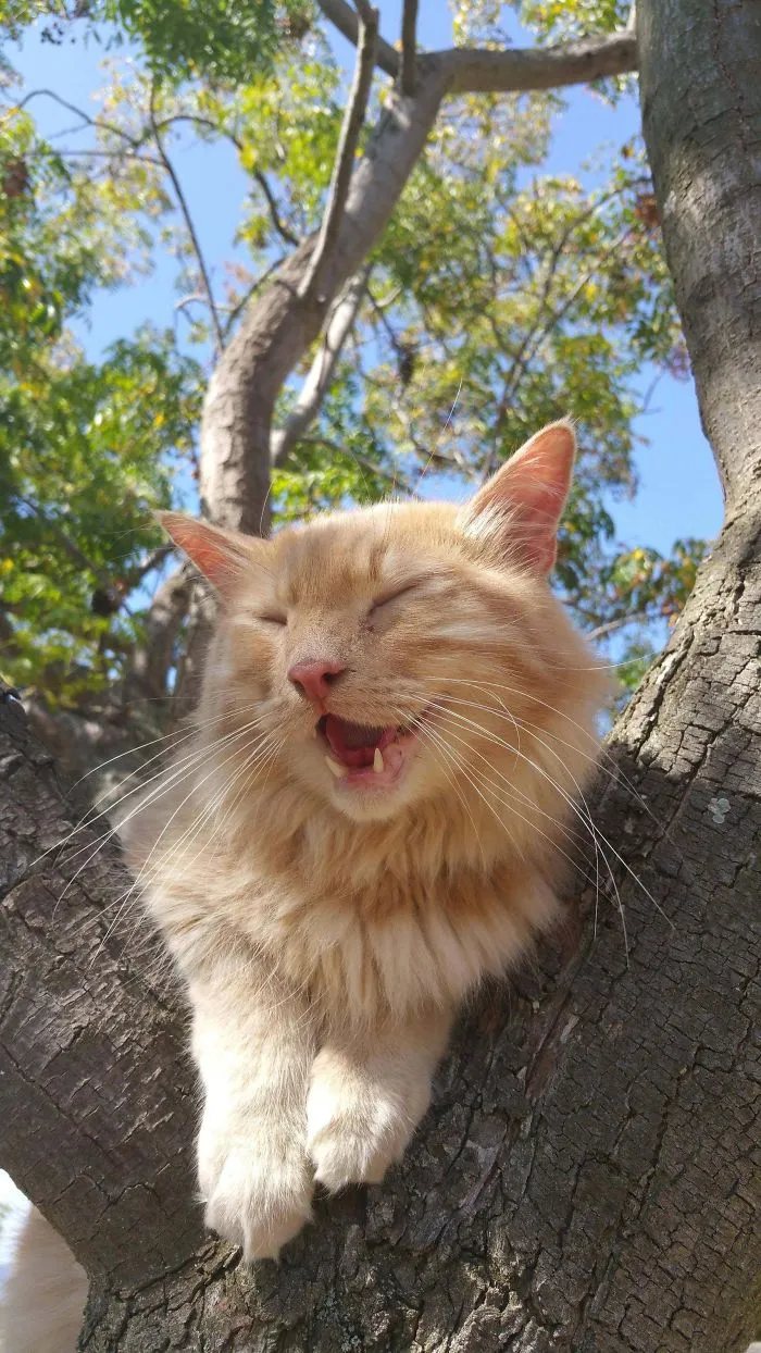 30 Pics Of Birds That Just Happen To Look Like Cats