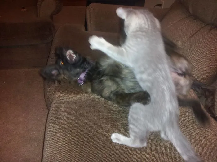 El gato de mi novia se porta mal con mi perro