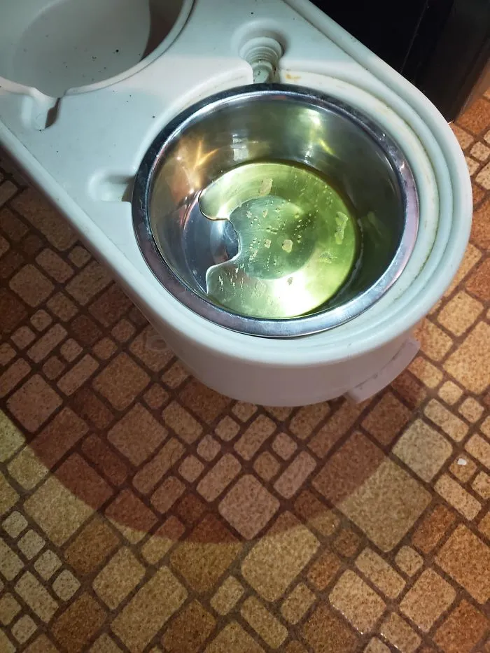 El gato se ha meado en el cuenco del perro como venganza por comerse su comida