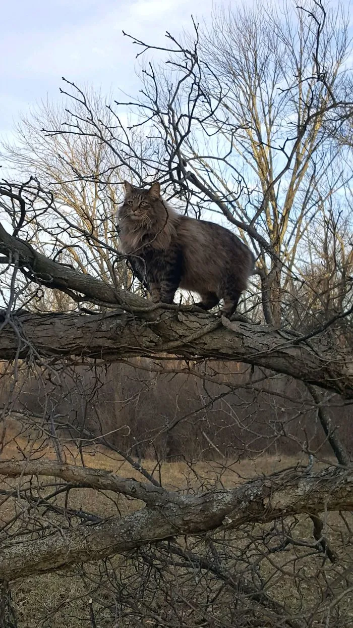 30 Pics Of Birds That Just Happen To Look Like Cats