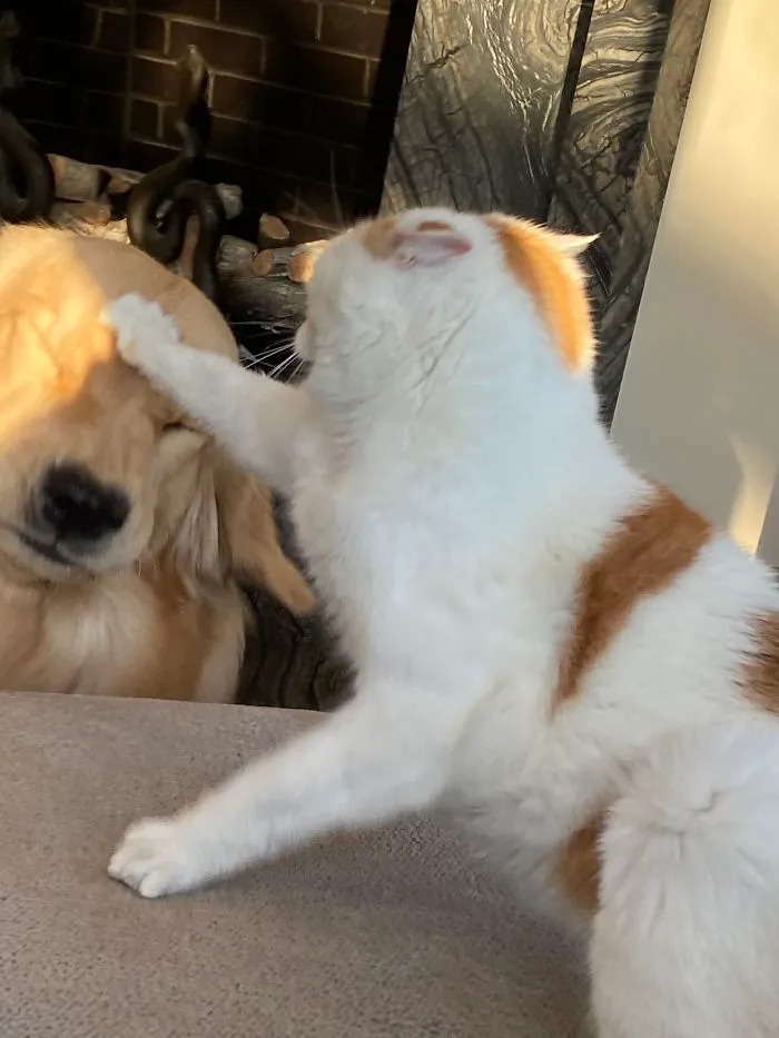 El perro solo quería jugar con él