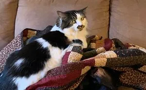 40 Hilarious Photos Of Cats Being The Biggest Jerks To Dogs