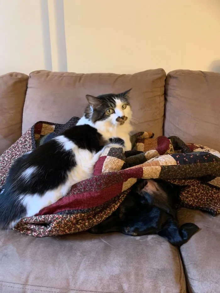 Caught My Cat In The Act Of Definitely Not Trying To Smother My Dog