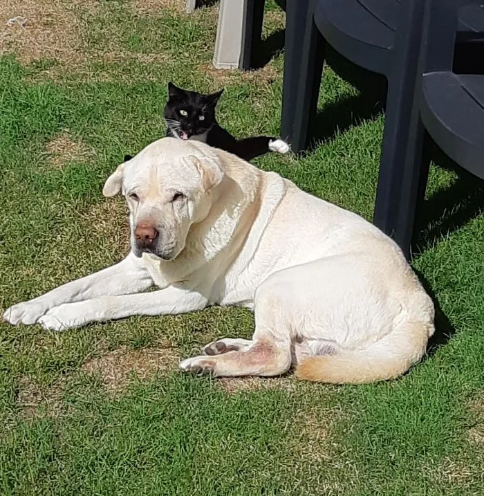 Ataque sorpresa contra mi pobre perro abuelo