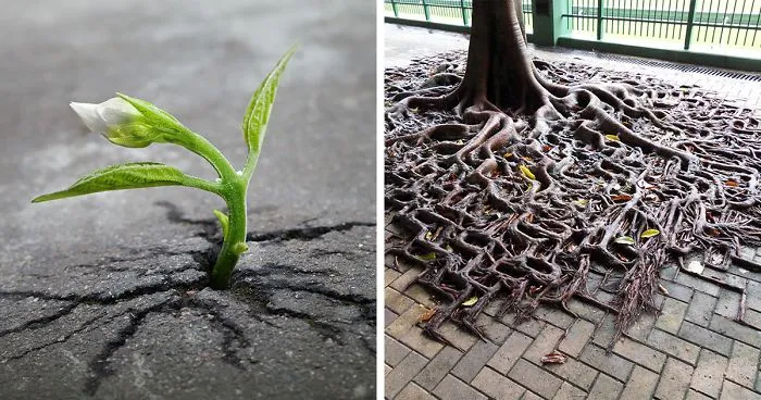 Life Finds A Way: 24 Plants That Just Won't Give Up