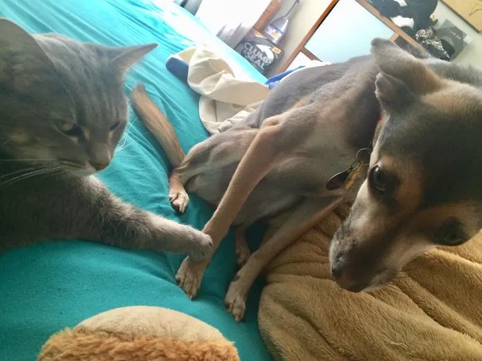 El perro le tiene miedo y el gato lo sabe