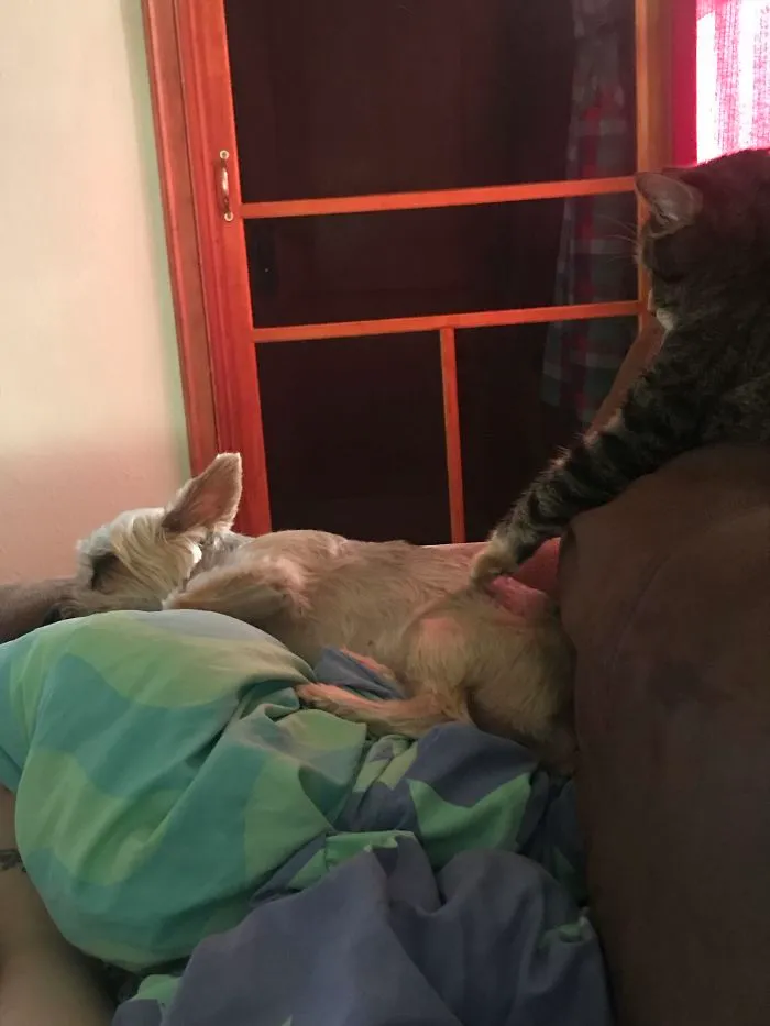 My Cat Touching My Parents’ Dog Just To Make Her Growl