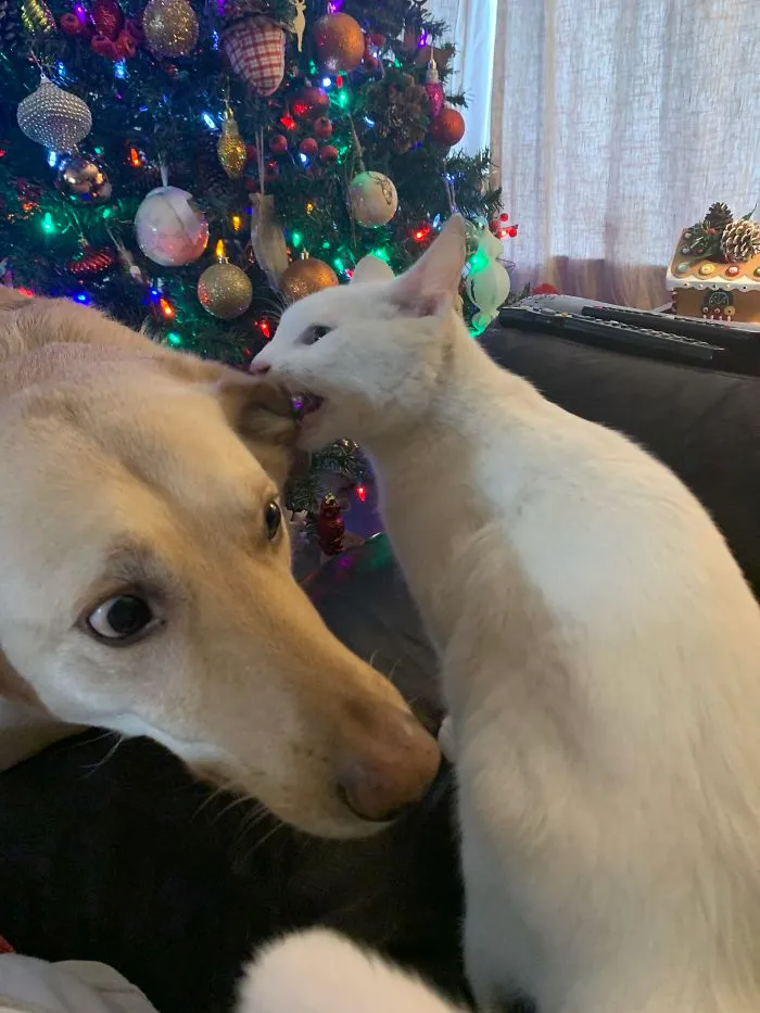 Mi perro es un santo, el gato no
