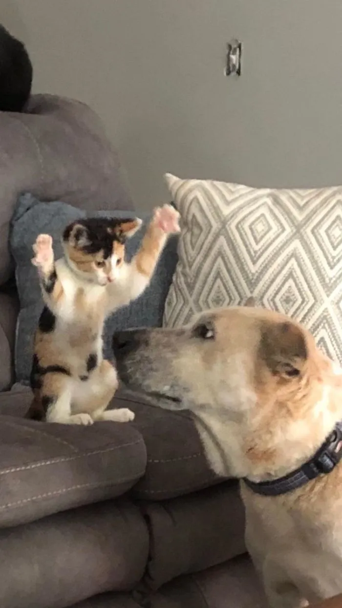 My Fiancée’s Coworker Sent Us An Update On The Kitten We Gave Him. Zilla Demonstrating Why We Named Her Godzilla