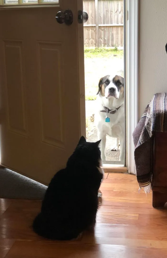 Me está pidiendo con los ojos que mueva al gato