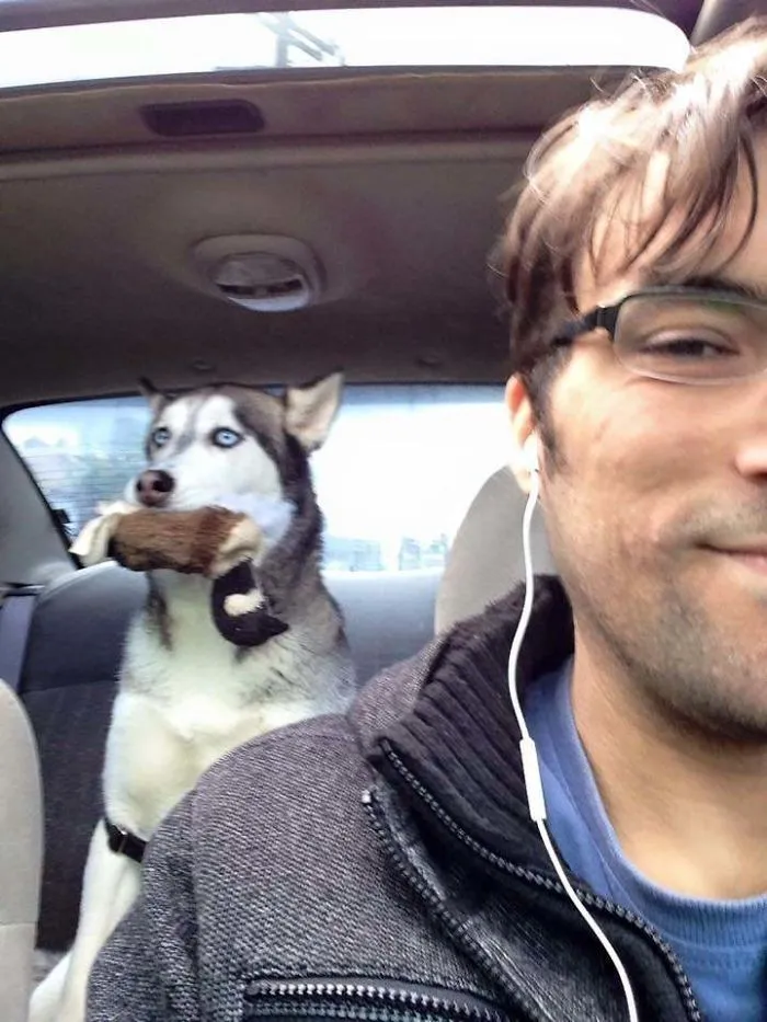 40 Times Doggos Acted So Ridiculously When Riding In Cars That Their Owners Just Had To Take A Pic