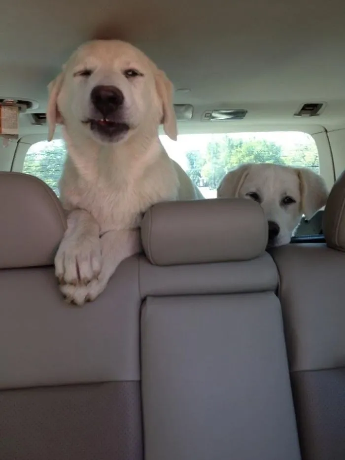 40 Perros que disfrutan haciendo el tonto al viajar en coche y sus dueños tuvieron que sacarles una foto