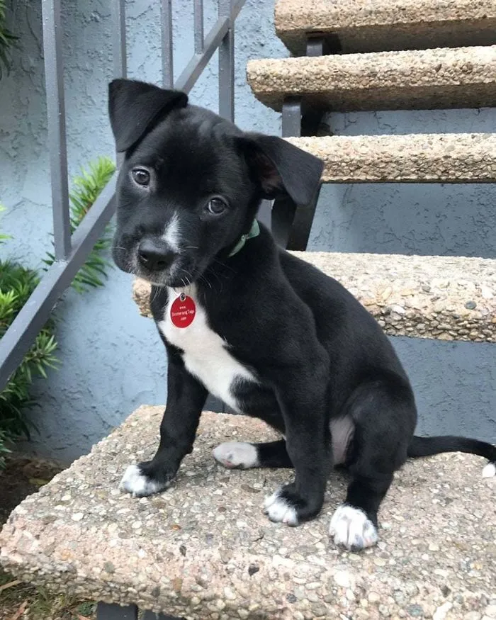 Pit Bull + Lab