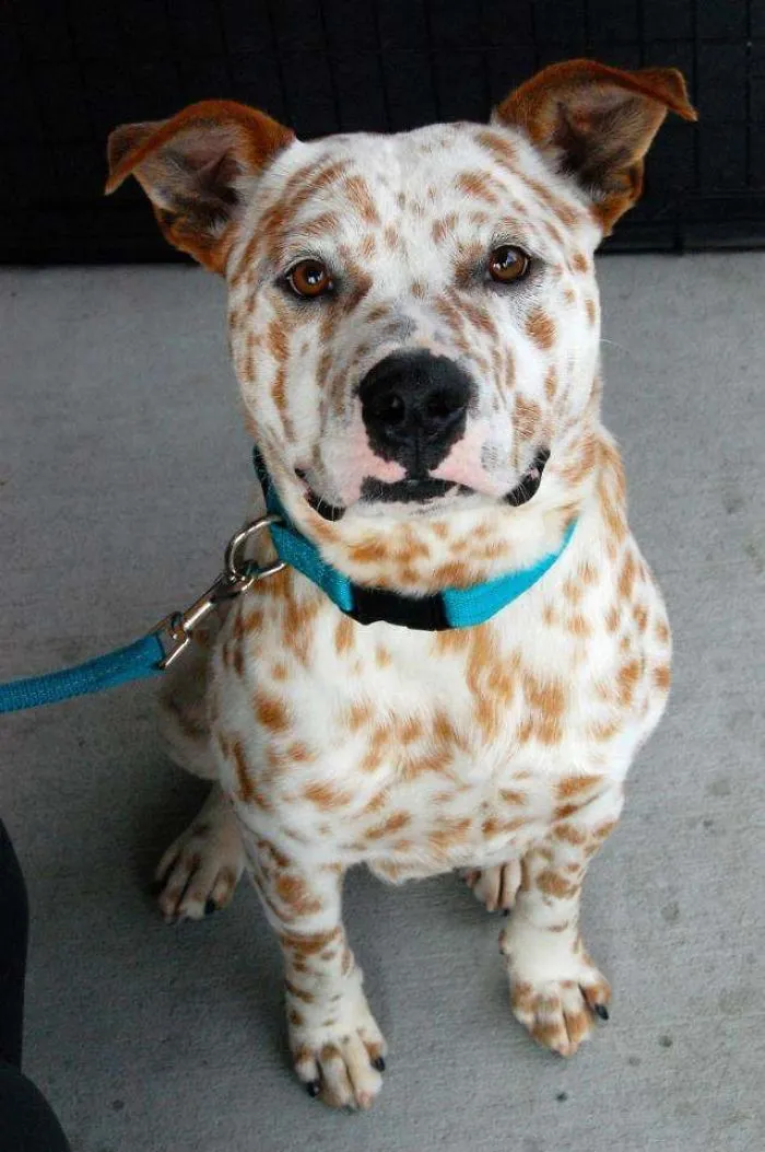 Pit Bull + Australian Cattle Dog 