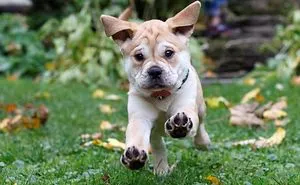 40 Times Pit Bulls Mixed With Other Breeds, And The Result Was Absolutely Pawsome