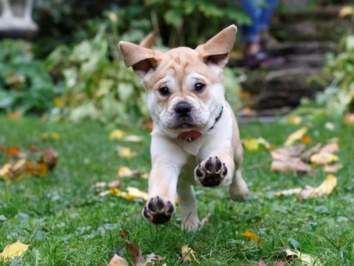 Pit Bull + Pug