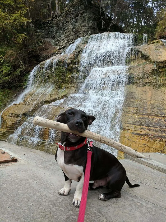 Pit Bull + Basset Hound