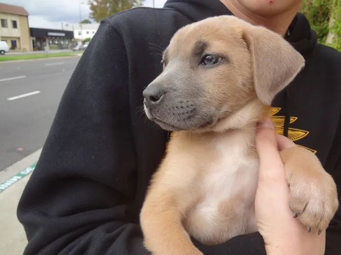 Pit Bull + German Shepherd
