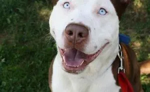 40 Times Pit Bulls Mixed With Other Breeds, And The Result Was Absolutely Pawsome