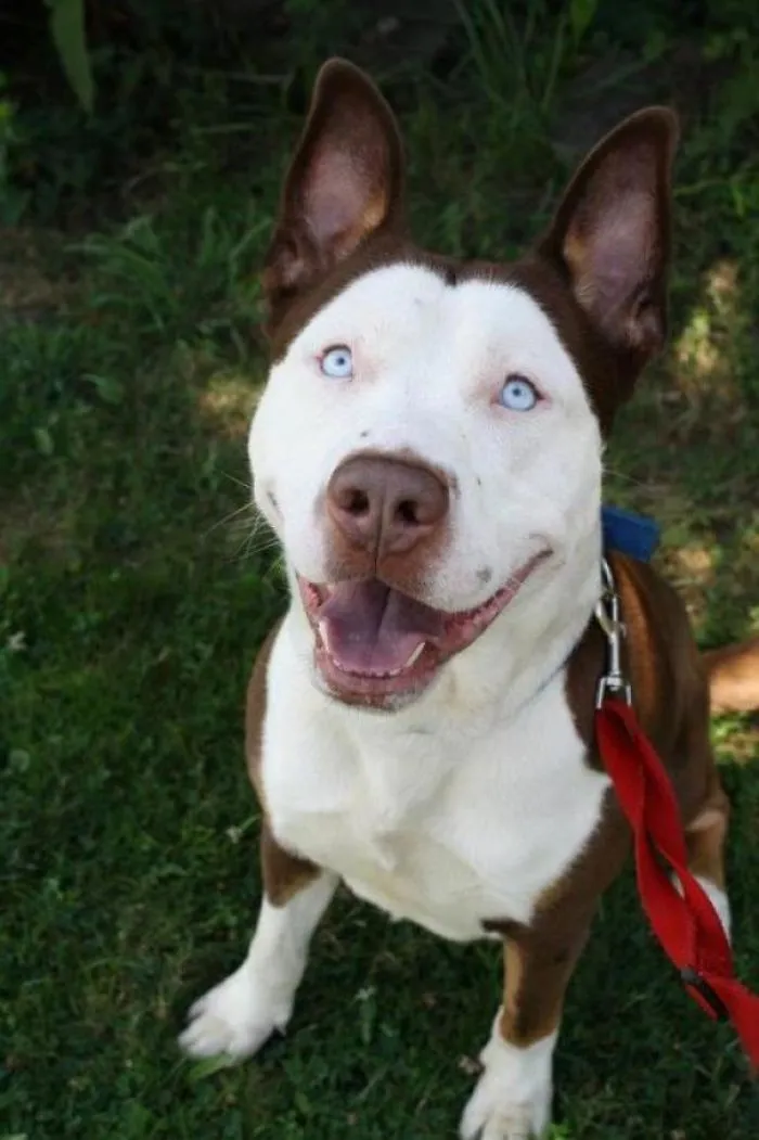 Pit Bull + Husky