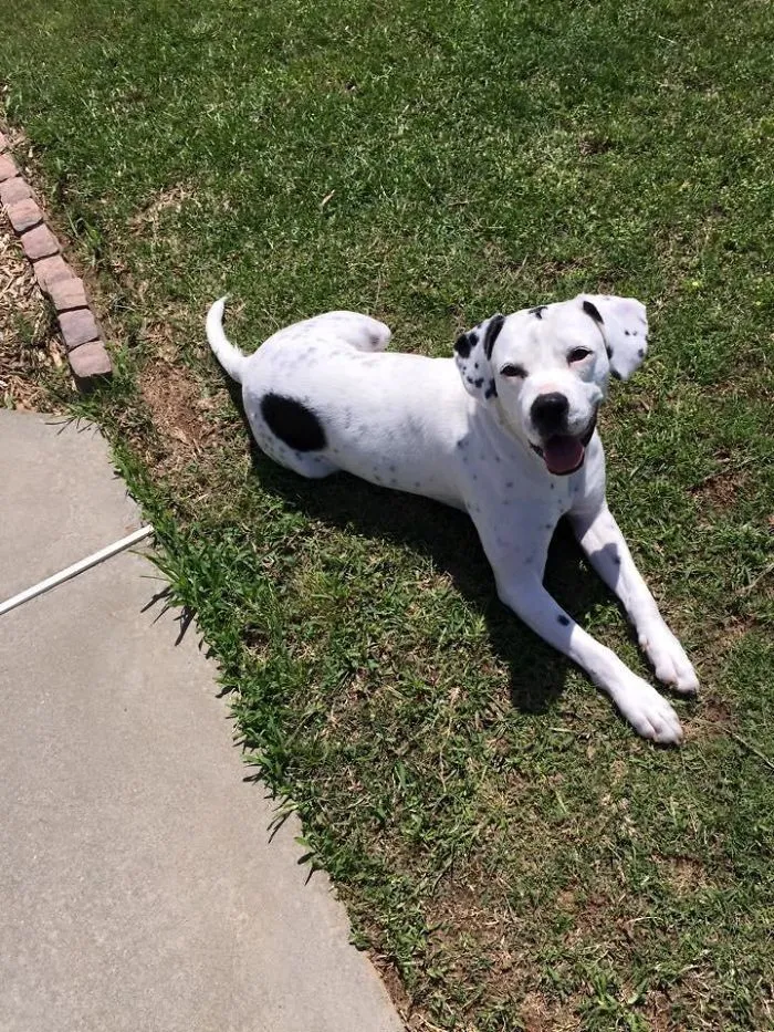 Pit Bull + Dalmatian