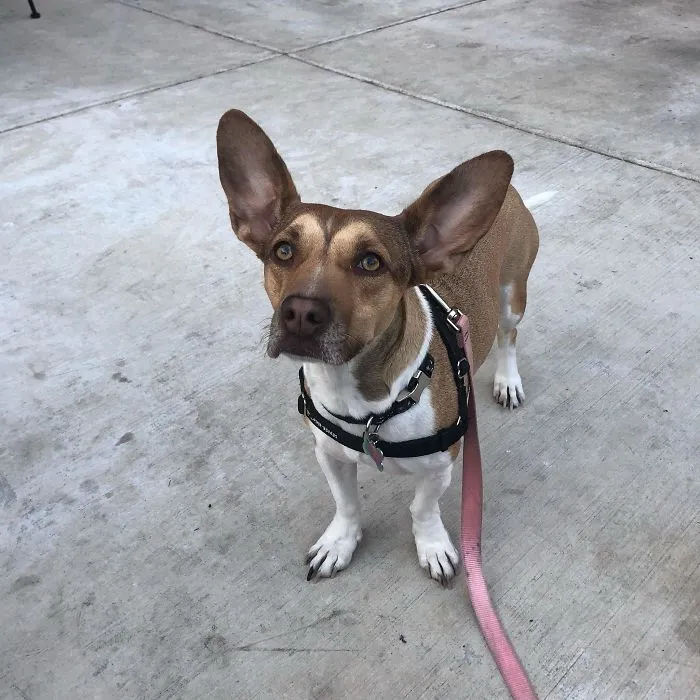 Pit Bull + Corgi
