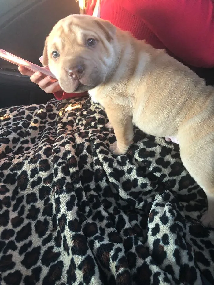 Pit Bull + Shar Pei