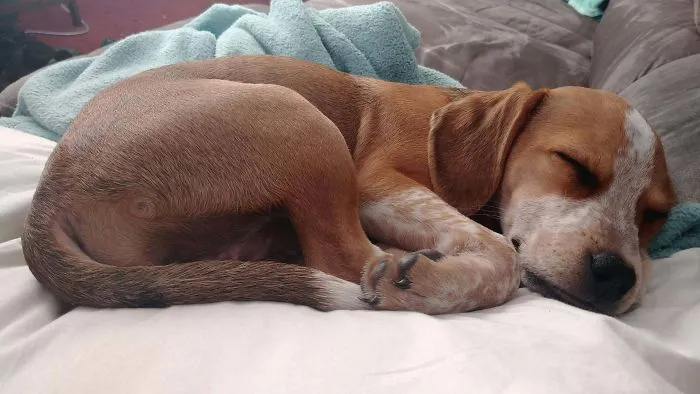 Pit Bull + Beagle
