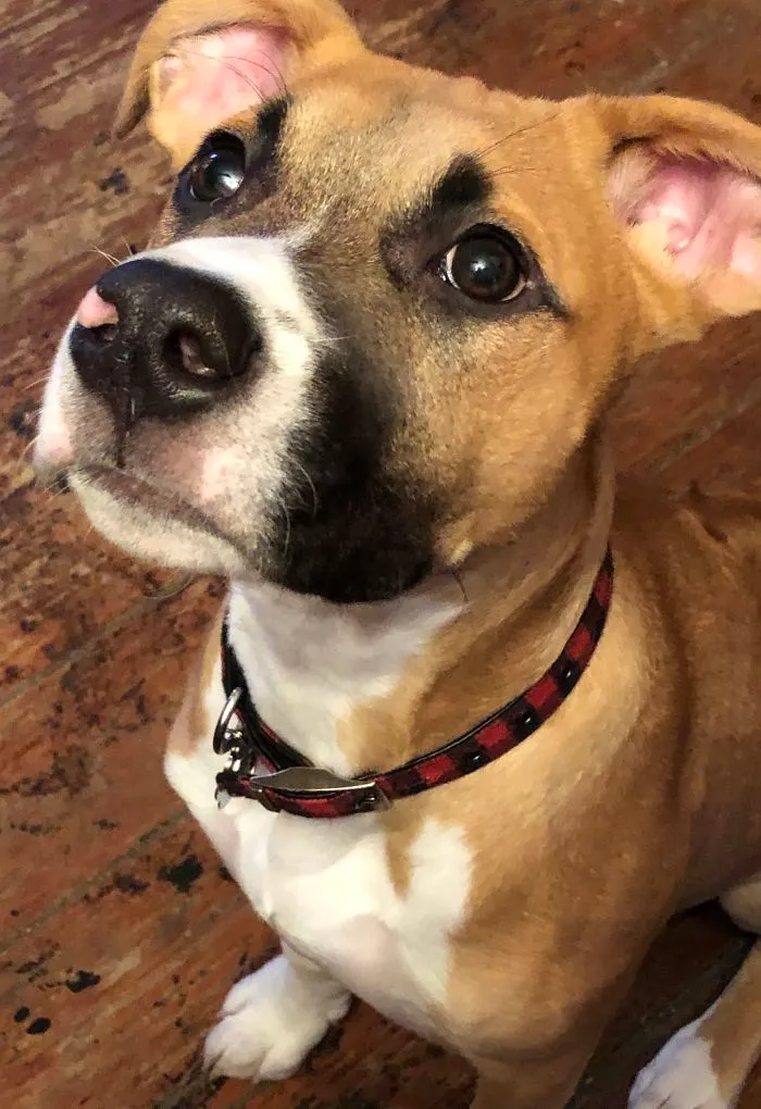 Pit Bull + Rhodesian Ridgeback