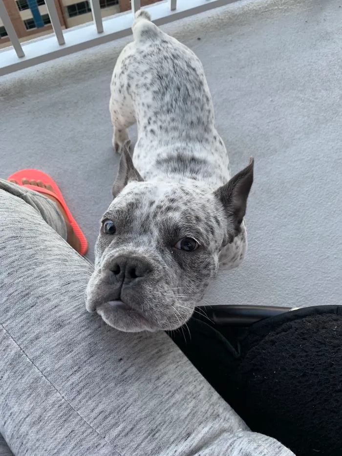 Pit Bull + Bulldog