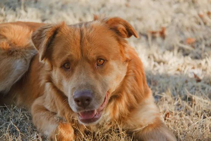 Pit Bull + Golden Retriever
