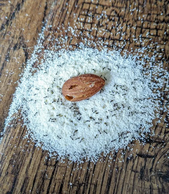 Almond on flour with small ants, showcasing a rare and unseen side of nature on a wooden surface.