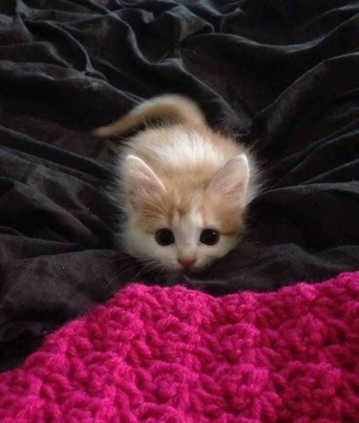 30 Little Kittens Preparing For Their First Sneak Attack Which Probably Won't Be Too Sneaky