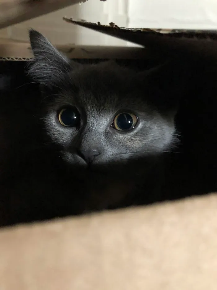 30 Little Kittens Preparing For Their First Sneak Attack Which Probably Won't Be Too Sneaky